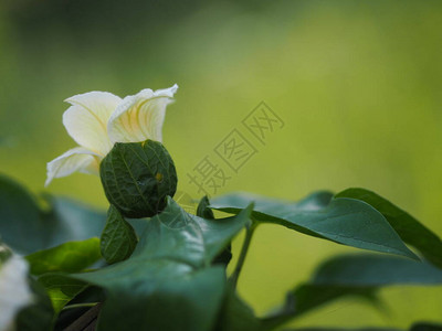 莫罗多迪卡共青黄花在园中以模糊的图片