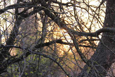 春天光秃的树后的日落图片