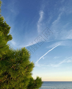 夏天的空大海和一棵松树图片