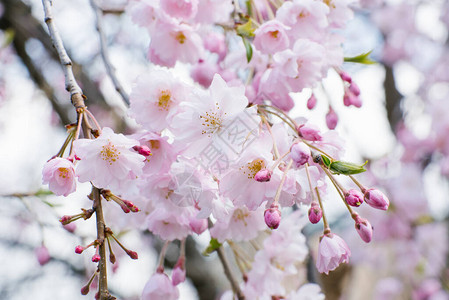 樱花盛开樱桃树枝上的小簇樱花浅景深春天的花朵图片