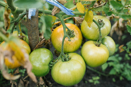 在花园里种植没有肥料的有机纯西红柿图片