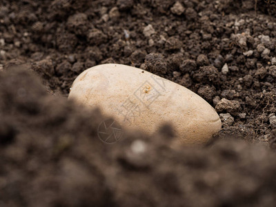 种子土豆埋在土壤的战壕中图片