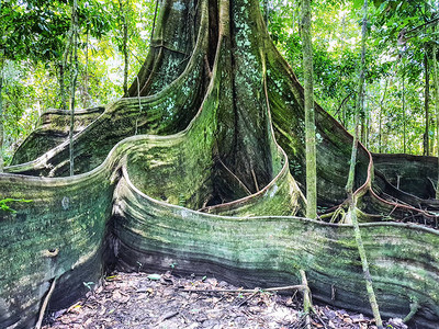 亚马逊雨林下带支撑根的雨林树图片