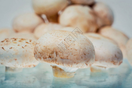 新鲜的可食用真菌图片