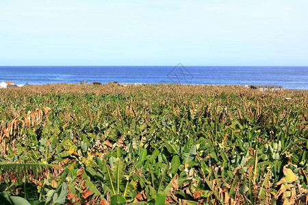 加那利群岛拉戈梅拉香蕉种植园的SantaCat图片