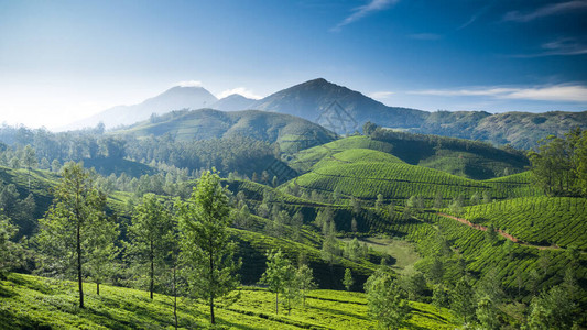 斯里兰卡茶园早上美丽的茶园景观背景