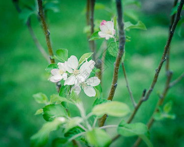 美国德克萨斯州有机花园的树枝上盛开的白色和粉红色苹果花和蕾自上而下的富士苹果树开花图片