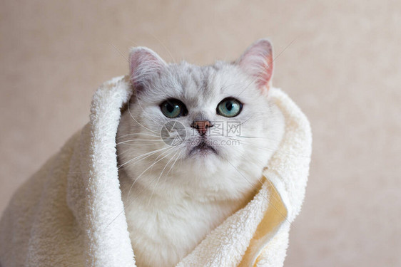 一只美丽的英国种猫在淋浴后用毛巾包着图片