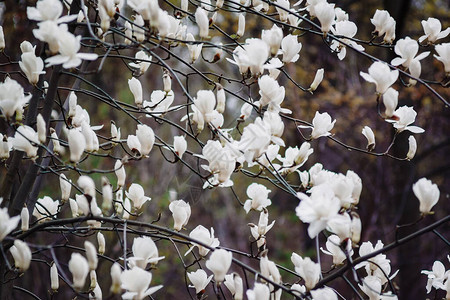 一棵树上白玉兰花蕾的背景图片