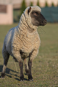 克伦森林羊品种图片