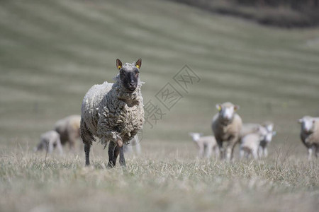 克伦羊品种图片