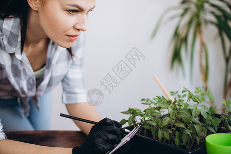 室内植物的育种概念植树苗图片