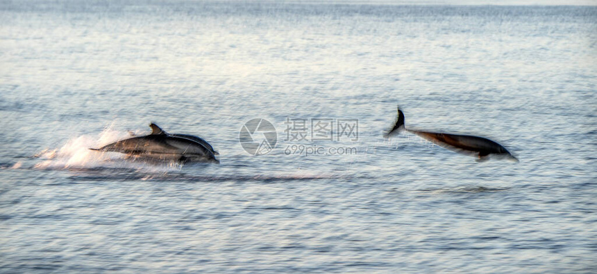日落时条纹海豚跳出海图片