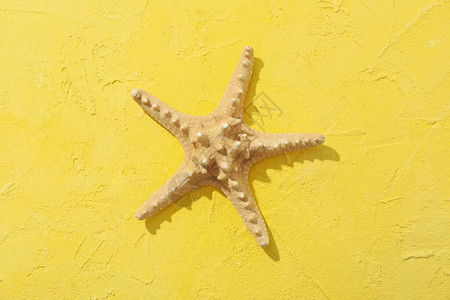 黄底海星最顶级视图片