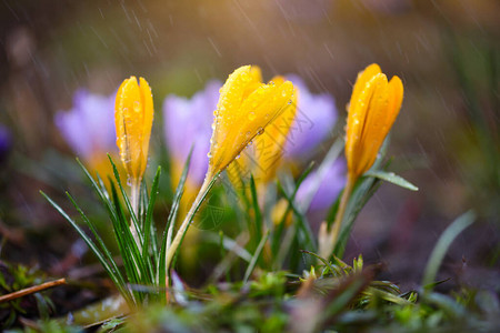 有雨的黄番红花家族春番红花图片