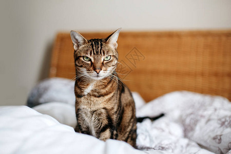 美丽的宠物猫坐在家里卧室的床上看着相机图片