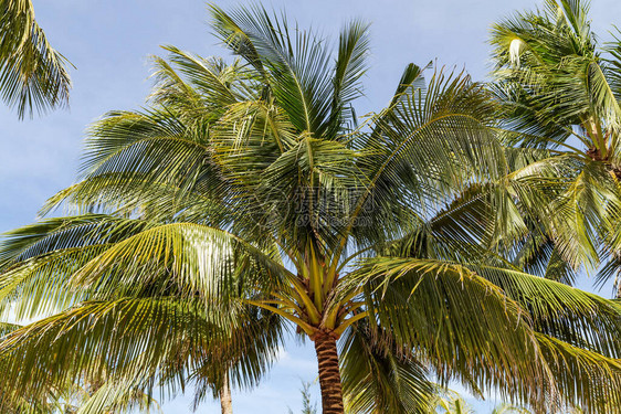 国王椰子Cocosnucifera果实黄束棕榈椰子原图片