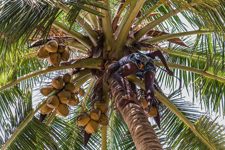 男子攀爬Cocos收割机收获椰子棕榈树干锡兰椰子种植业斯里图片