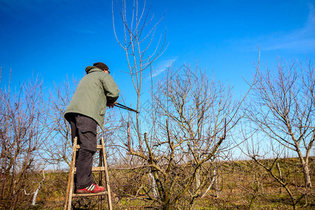 农夫在春初利用梯子使用长的落叶树在果园图片
