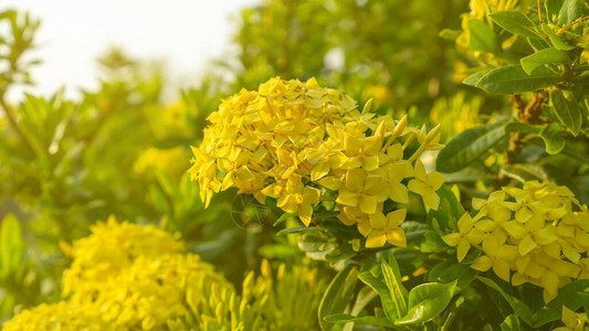 黄色花瓣群落伊克索拉花卉朵在明亮的绿叶上开花在阳光图片