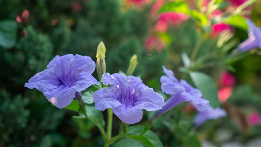 布列顿野生花朵植物中美丽的紫色花瓣被称为墨西哥蓝铃在绿叶上盛开的绿色黄图片