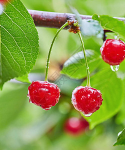 红莓甜樱桃在树枝上在夏季果园在模糊的绿色叶图片