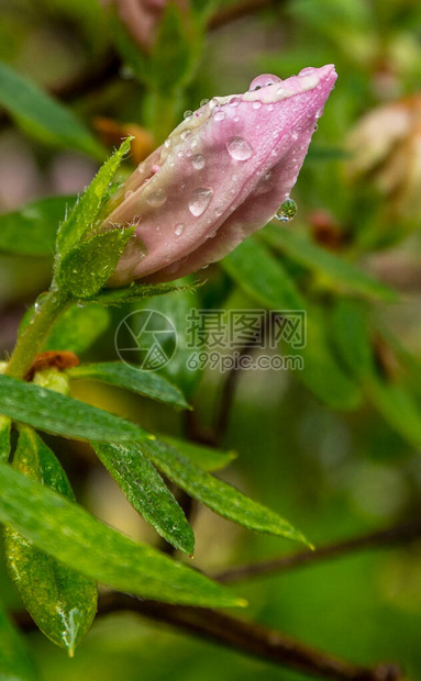 粉红色的阿扎莉亚芽苗的近视准备在春初用图片