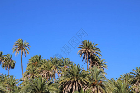 加那利群岛的棕榈树林图片