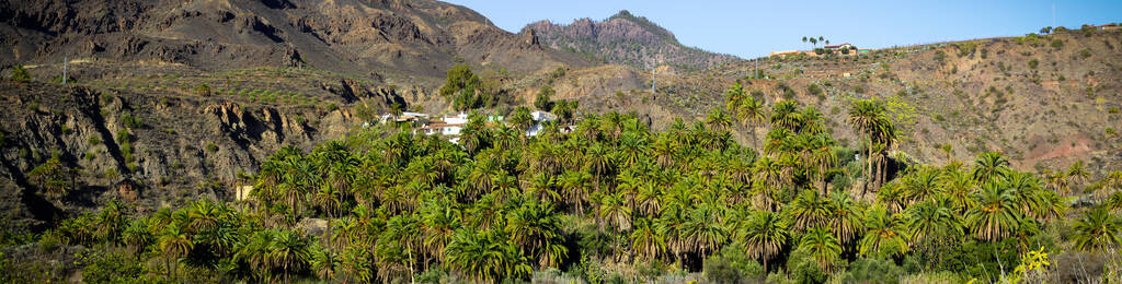 加那利群岛的棕榈树林图片