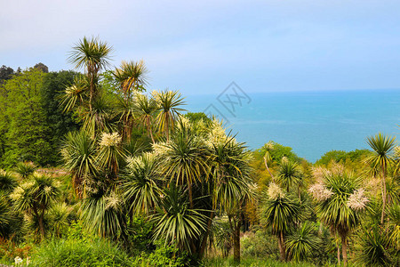 位于格鲁吉亚巴统植物园的黑海背景下布满Catumi植物园的Cordylineaustraris树咖啡树图片