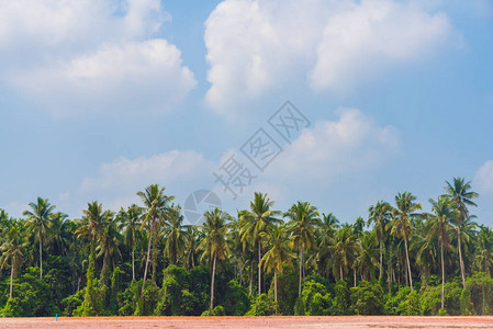 与蓝天的可椰子树图片