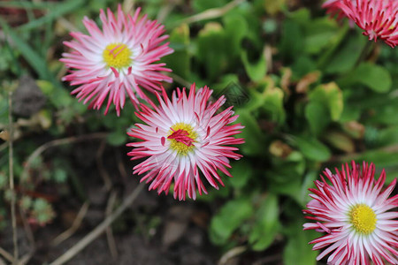 粉红色与白色春天的花朵图片