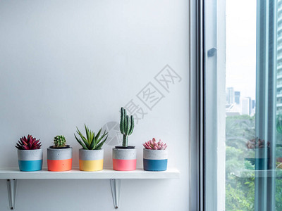 Cactus锅混凝土锅在玻璃窗边有复制空间的白色木架上装有仙人掌和辅助植物的多彩圆图片