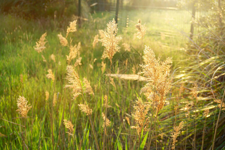 自然的BeautifuIturnl在夏季日清晨柔软耀照下图片
