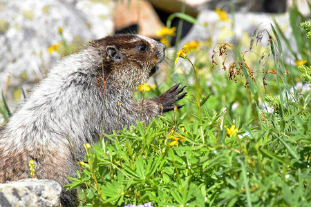 marmots是北美最大的野生松鼠图片