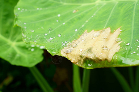 象耳植物叶子的干燥部分和绿色巨叶上的雨滴水图片