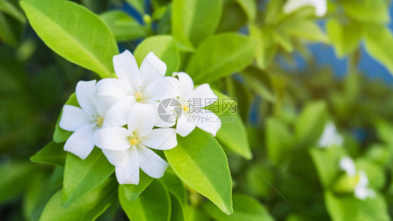 阳光下绿叶背景上的橙子茉莉花的漂亮白色新鲜皮塔图片