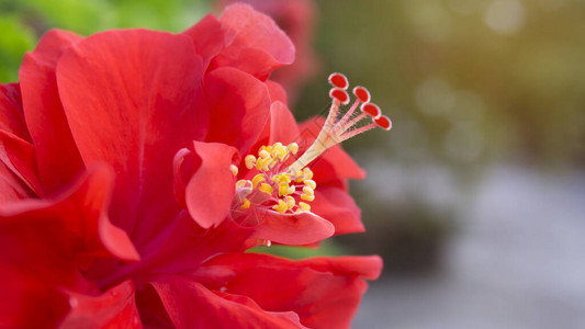 柔软的红花瓣覆盖着夏威夷红色树皮和刺状图片