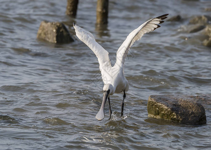 黑脸Spoonbill飞图片