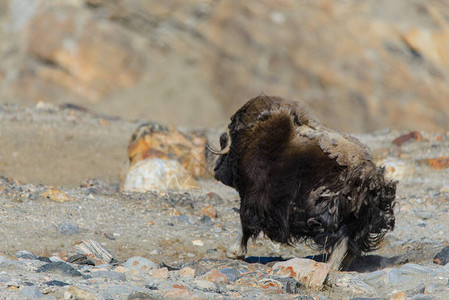 格陵兰苔原的MuskoxOvibosmosc图片