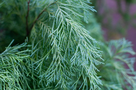 植物学大型摄高清图片