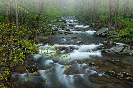 美国田纳西州大烟雾山公园BigCreek的春天景色被模糊图片