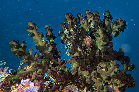 马尔代夫绿火珊瑚礁之家在印度洋中为鱼类图片