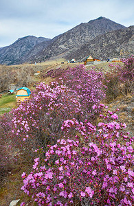 阿尔泰岛与Rhododendron图片