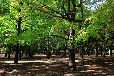 树木茂盛的东京代木公园风景图片
