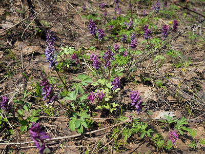 Corydalis春林中Corydal图片