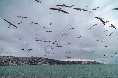 一群或一群海鸥坐着飞翔海鸥整理他们的羽毛组水面上的光波斯坦图片