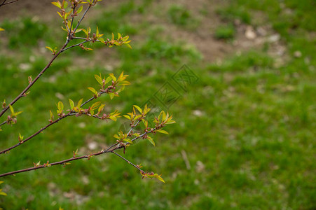 绿色背景春天的绿色幼叶年轻的绿叶和芽在模糊的背景上的分支春天的叶子框图片