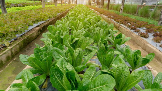 有机农田蔬菜种植温室遮荫下苗圃黑色塑料片在棕壤上铺展的青红图片