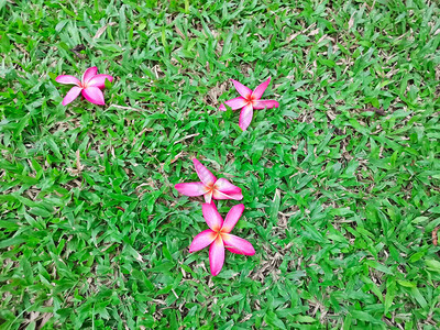 盛开的鸡蛋花红瓣落在绿地毯草坪院子背景上图片